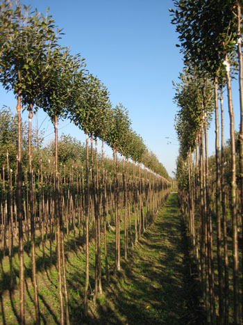 Prunus fruticosa globosa